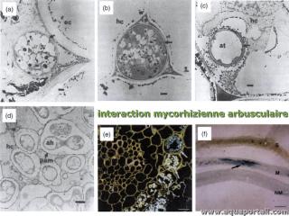 Interaction mycorhizienne