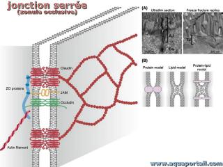 Formation de brins de jonction serre