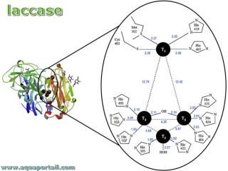 Laccase et enzymes