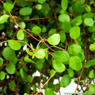 Liane Muehlenbeckia complexa (vigne des anges)