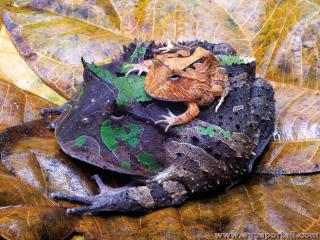 Lipophores chez un couple de grenouilles Ceratophrys cornuta