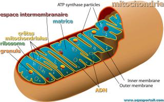 crtes mitochondriales