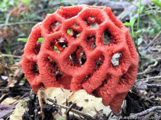 Mycte cancel : Clathrus ruber