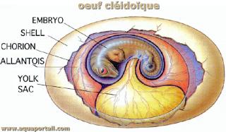 Photo de cléidoïque et ses synonymes. Oeuf cléidoïque