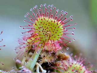 Plante capite : Drosera rotundifolia