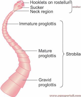 proglottis
