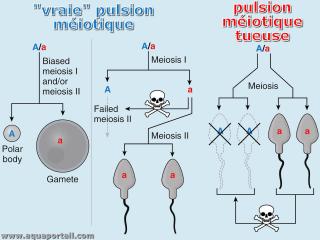 Mcanismes de la pulsion miotique