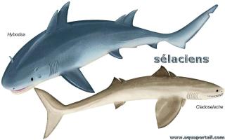 2 slaciens