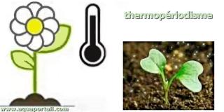 Thermopriodisme