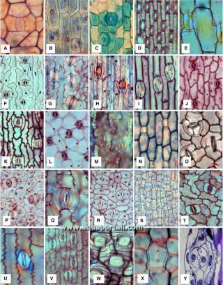 Anatomie de plusieurs stomates