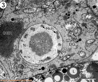 vitellocyte