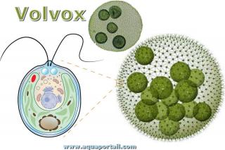 Volvox