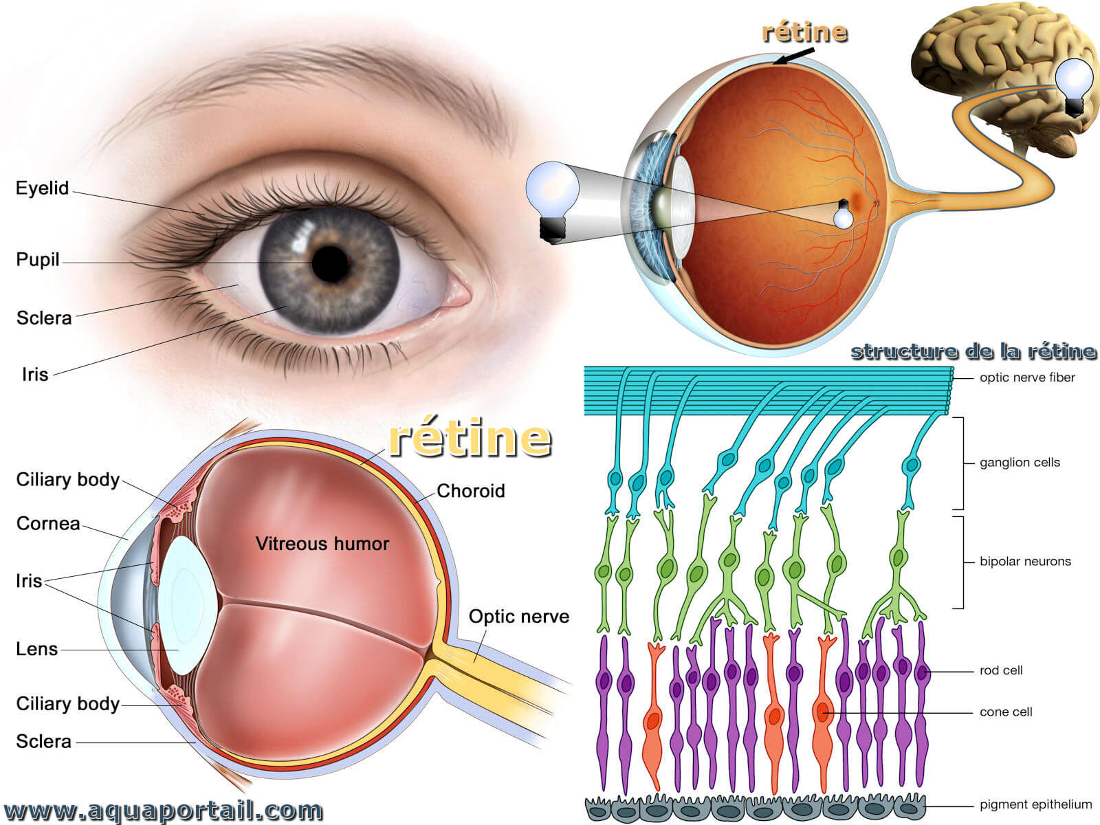 Oeil D finition Et Explications