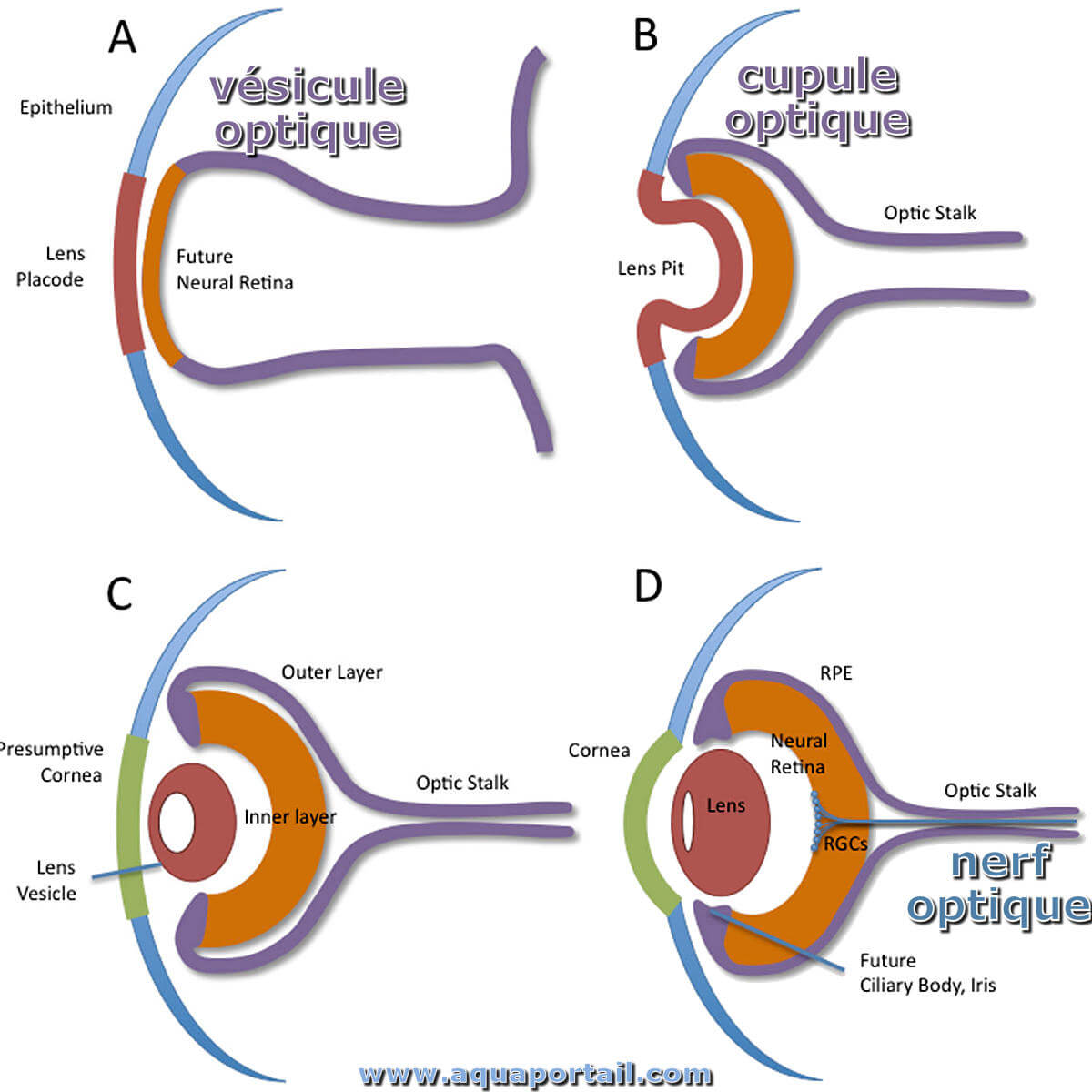 Vésicule séminale : définition et explications