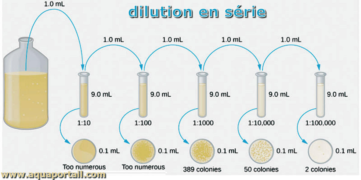 Qu Est Ce Que La Dilution D finition Et Exemples Dans L Agitation Ma 