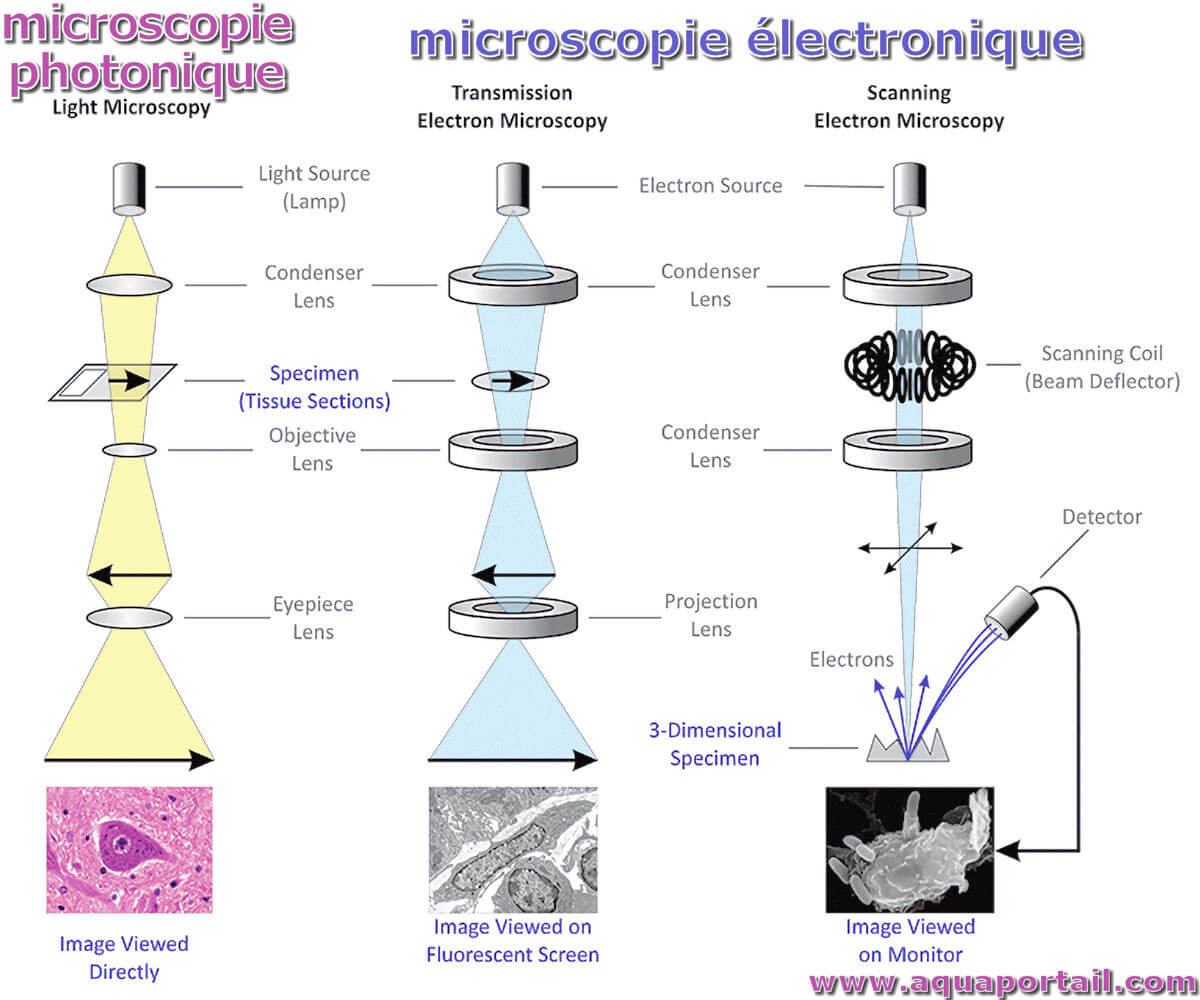 Principe du microscope électronique