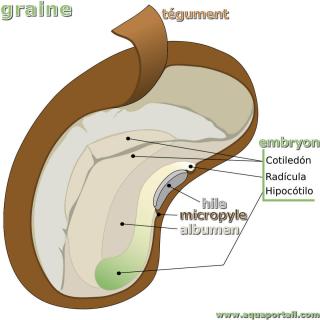 Anatomie d'une graine avec albumen, micropyle et hile