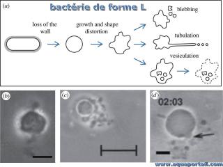 Photo de bactérie de forme L et ses synonymes. Bactérie de forme L : schéma de développement