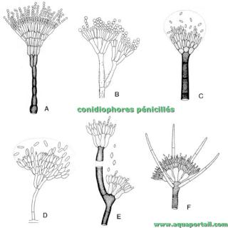 Conidiophores pnicills