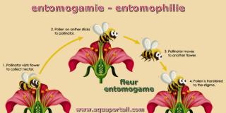 entomogame