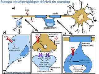 Facteur neurotrophique driv du cerveau
