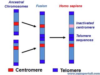 fusion chromosomique