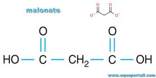 malonate