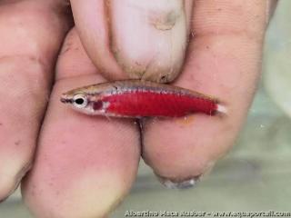 Premier spcimen dcouvert de Nannostomus sp. Super Red Cenepa