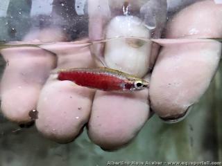 poisson-crayon Nannostomus Super Red Cenepa