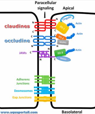 occludine