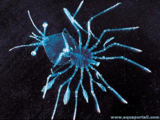 Phyllosome (phyllosoma) d'Achelata