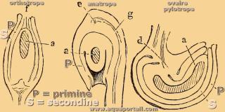 Primine et secondine dans des ovules