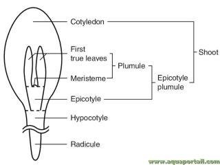 Radicule, hypocotyle, picotyle, mristme, premires vraies feuilles, plumule, cotyldons