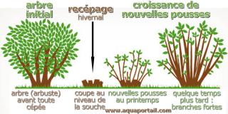 Recpage : schma pour recper un arbre dans le temps