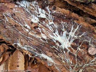 Rhizomorphes fongiques