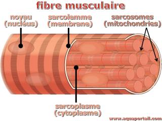 Sarcosomes d'une fibre musculaire strie avec sarcolemme et sarcoplasme
