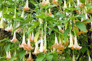 Les fleurs de Brugmansia aurea produisent de la scopolamine