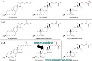 Stigmastrol et d'autres phytostrols