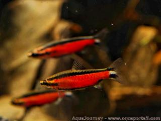 Trio de Nannostomus Super Red Cenepa en aquarium