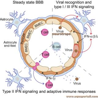 Virus neurotropes