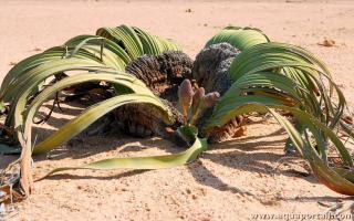 Welwitschie Welwitschia mirabilis