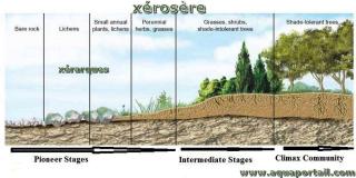 xrosre