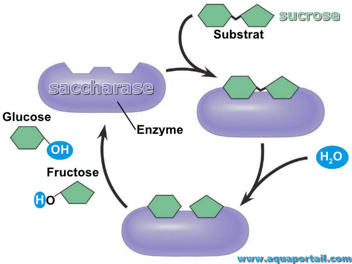 Saccharase D finition Et Explications