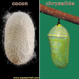 Cocon vs. chrysalide
