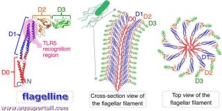 Structure de la flagelline et du filament flagellaire