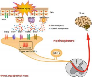 Nocicepteurs