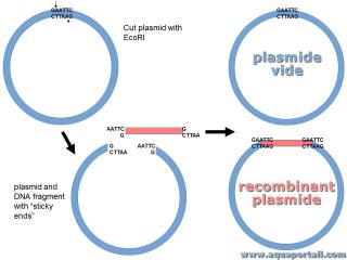 Recombinant plasmide