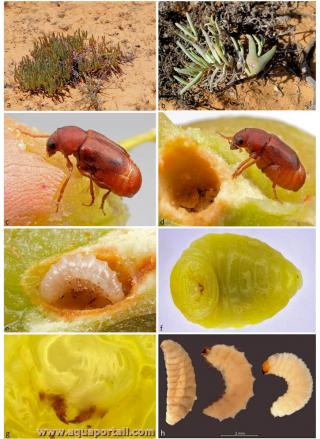 Photo de rhizophage et ses synonymes. Rhizophage Urodontidius enigmaticus