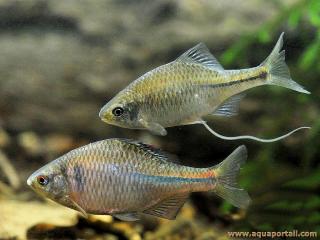 Rhodeus amarus, couple bouvires-bitterling (mle + femelle)