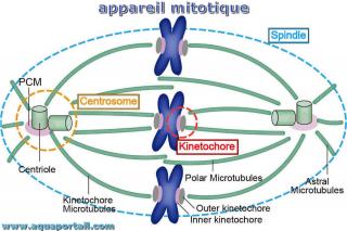 appareil mitotique